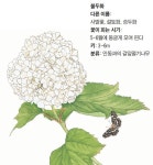 [그림으로 보는 자연] 초파일 즈음 피는 꽃, 봉글봉글 부처님 머리... [그림으로 보는 자연] 초파일 즈음 피는 꽃, 봉글봉글 부처님 머리 닮았네