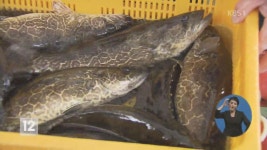 네덜란드, 개통 하루 만에 철거된 ‘음악 도로’ > 뉴스 12 > 국제 > 뉴스 | KBSNEWS 네덜란드, 개통 하루 만에 철거된 ‘음악 도로’