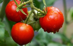 Flipboard의 Urban Gardening
