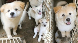 면역력 저하에 치명적 코털 뽑기 (황금 장바구니)