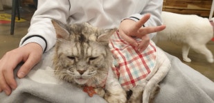 파이널판타지14 인벤 : 고양이를 보십시오 - 파이널판타지14 인벤 자유 게시판