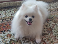 댕댕이 새 장난감 사줬는대 난리남ㅋㅋㅋ | 파판14 인벤