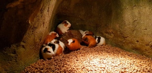 CS:GO 인벤 : 주렁주렁~ - 카스 글로벌 오펜시브 인벤 자유게시판