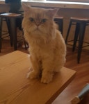 파이널판타지14 인벤 : 화가난다냥 - 파이널판타지14 인벤 자유 게시판