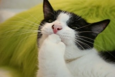 캐시이동 저번에 해서 안할꺼 같은데 | 메이플 인벤