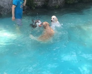 로스트아크 인벤 : 난 댕댕 냥냥 둘다 좋아했는데 넘모 귀엽고... - 로스트아크 인벤 자유 게시판