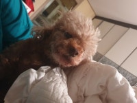 복덩이 - 오픈이슈갤러리 - 인벤 복덩이 - 오픈이슈갤러리