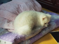 파이널판타지14 인벤 : 간식 뜯는 멍뭉멍뭉 - 파이널판타지14 인벤 자유 게시판