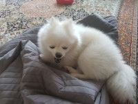 파이널판타지14 인벤 : 간식 뜯는 멍뭉멍뭉 - 파이널판타지14 인벤 자유 게시판