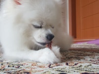 파이널판타지14 인벤 : 간식 뜯는 멍뭉멍뭉 - 파이널판타지14 인벤 자유 게시판