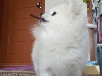 파이널판타지14 인벤 : 간식 뜯는 멍뭉멍뭉 - 파이널판타지14 인벤 자유 게시판