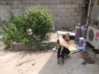 로스트아크 인벤 : 이 멍멍이 여기서키우는걸까 누가버린걸까; - 로스트아크 인벤 자유 게시판