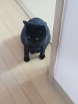 오버워치 인벤 : 머야 고양이 사진 올리는 시간이야? - 오버워치 인벤 자유게시판