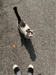 나도 길냥이 봤다 | 오버워치 인벤
