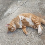 메이플스토리 인벤 : 모닝냥이 - 메이플스토리 인벤 자유게시판