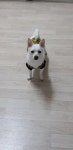 우리집 멍뭉이 근황이야 | 오버워치 인벤