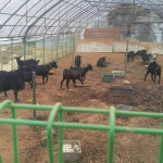 리그오브레전드 인벤 : 우리 고양이도 지금 바텀게임이래 - LoL 탑 게시판