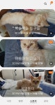 리그오브레전드 인벤 : 아 ㅋㅋ 고양이 키우는데 보람 느끼네 ㅋㅋㅋㅋ - LoL 탑 게시판
