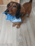 로스트아크 인벤 : 우리 구 ㅣ염둥이 자랑 - 로스트아크 인벤 자유 게시판