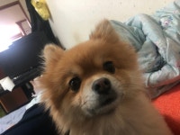 피파 온라인4 인벤 : 우리집 강아지는 이쁜강아지~ - 피파 온라인4 인벤 자유게시판