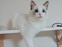 냥이 보고가세요 | 메이플 인벤