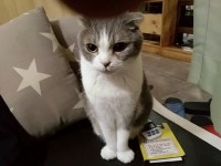 고양이 만화방 갔다왔어요 | 오버워치 인벤