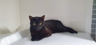 메이플스토리 인벤 : 고양이 - 메이플스토리 인벤 자유게시판