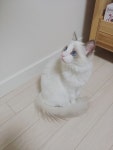 메이플스토리 인벤 : 우리 집 냥이 태리 사진 보구가 - 메이플스토리 인벤 자유게시판