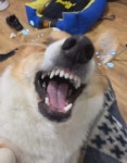 악마에게 역지사지 가르치기 - 오픈이슈갤러리 - 인벤 악마에게 역지사지 가르치기 - 오픈이슈갤러리