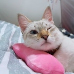 리그오브레전드 인벤 : 딸기빠나나..딸기... 딸기주-스묵구잡다 이말이야.. - LoL 인벤 자유 주제 게시판