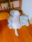 메이플스토리 인벤 : 우리집 멍뭉이 전생에 고냥이 엿나봥 - 메이플스토리 인벤 자유게시판