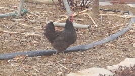 로스트아크 인벤 : 시골집 닭 키움 - 로스트아크 인벤 자유 게시판