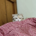 고양이랑 친해지는 꿀팁 알려주시ㅣㅔ요 | 오버워치 인벤