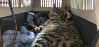 주인님 두분 더 모셔왔다 | 메이플 인벤