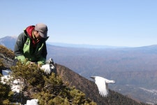 生き残れ、放鳥されたヒナたち　ライチョウ復活作戦【8】：【SDGs ACTION!】朝日新聞デジタル 生き残れ、放鳥されたヒナたち... 