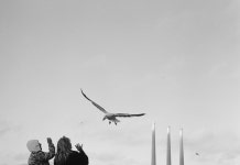 The Birds They Circle - Dion Agius
