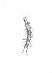 Insects  - Julie Hyld