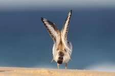 Flipboard의 #wildoz