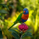 Flipboard의 #wildoz
