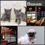 미유펫 애견샵, ”강아지분양, 고양이분양시 최대 85% 할인 진행해” - 일간스포츠 미유펫 애견샵, ”강아지분양, 고양이분양시 최대 85% 할인... 