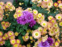 부산광역시 동래구 온천동 동래SK뷰1차 | 부동산뱅크 단지뱅크