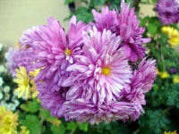 부산광역시 동래구 온천동 동래SK뷰1차 | 부동산뱅크 단지뱅크