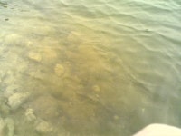 옥천 의평 낚시터 - 양어장 정보(유료지) - 대전충청권민물낚시백작회 옥천 의평 낚시터