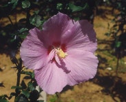 국내품종 무궁화(월학, 월산, 노산부용, 부용, 하와이무궁화, 황근, 은하수, 이슬) - 200품종 무궁화 꽃피우기 - 무궁화연대 국내품종 무궁화(월학... 