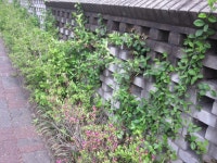 외방커뮤니티 > 사진방 > 카메라의 카도 모르는 냔이의 사진