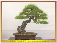 석송조경하는사람등 | 나무박사-조경수, 유실수, 정원수, 농원, 직거래, 키우기정보 | 소나무의 식재전 기본지식 - Daum 카페 소나무의 식재전 기본지식