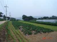 원섭이네 주말농장 풍경 - 앨범 - 차가네한울타리 원섭이네 주말농장 풍경