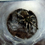 타이 제브라 (Haplopelma albostriatum) - ☆ 배회성타란튤라 ☆ - 지호의곤충농장 타이 제브라 (Haplopelma albostriatum)