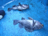 ◈ 해상호 ◈ 11월 17일 단체 조황 사진!!