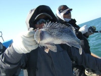 ◈ 해상호 ◈ 11월 17일 단체 조황 사진!!